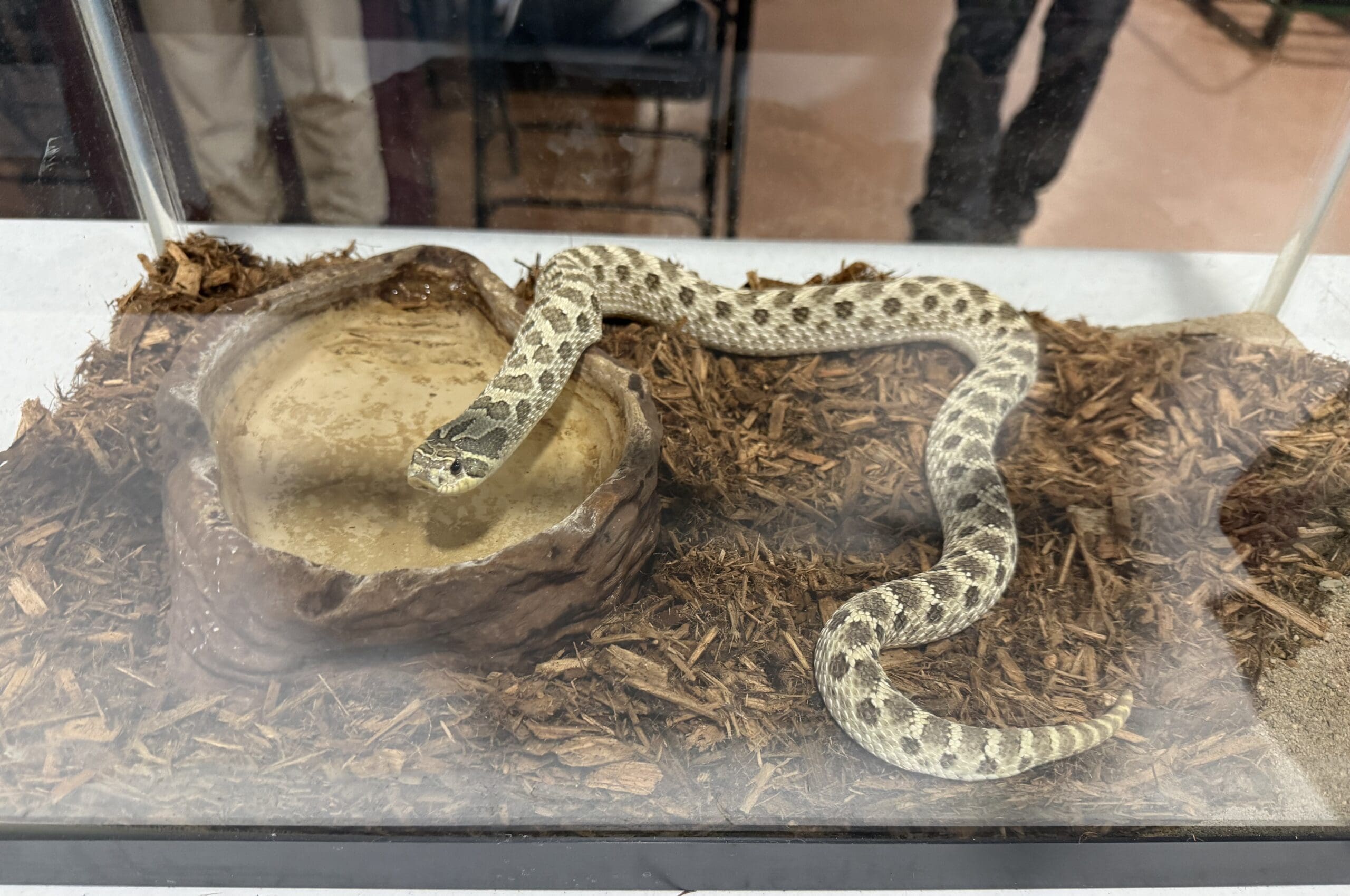 snake